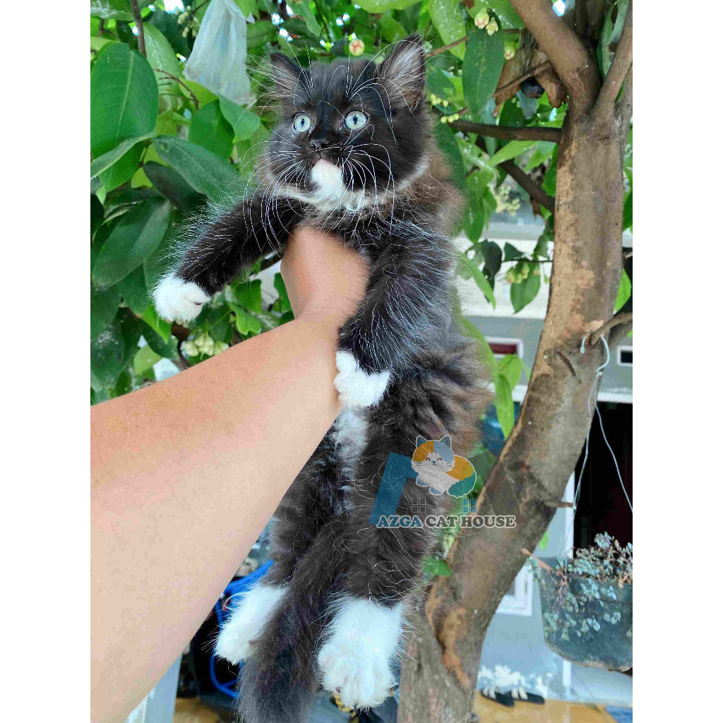 Kucing Kitten Persia Hitam Putih Gelap Longhair Lucu