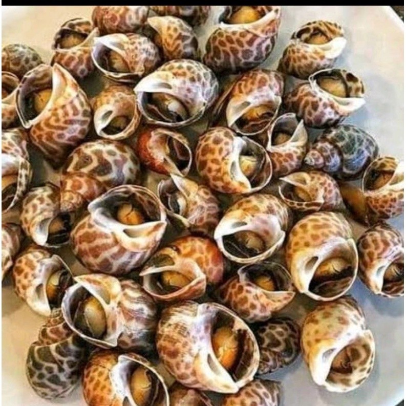 

Terlaris ~kerang keong kerang Ciput per kg kak