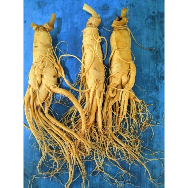 Akar Ginseng Korea Original fresh