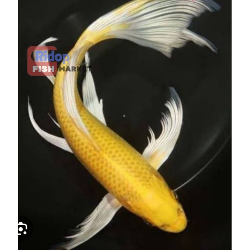 Paket koi golden slayer mix ISI 5 11-13 CM berkualitas