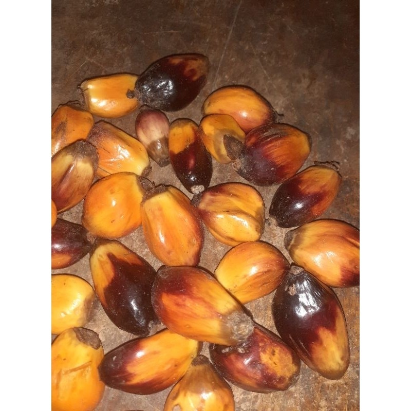 

Buah klapa sawit sgar 500 gr umpan pancing