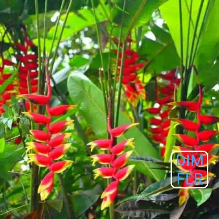 

tanamanhias/pisang/betet/leconia . .