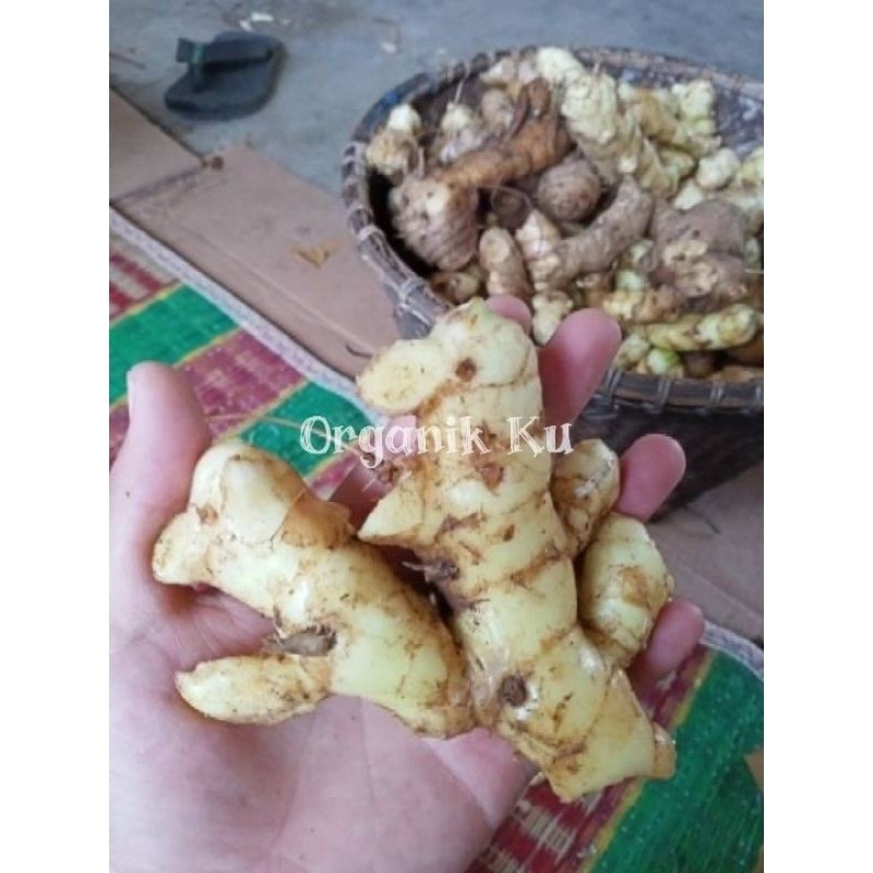 

kunyit putih temu putih segar 500 gram (Curcuma zedoaria) ready READY