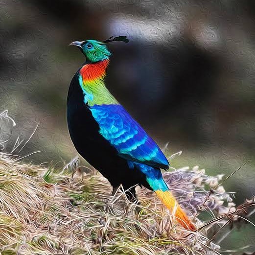 

Telur ayam hias ringneck impeyan pheasant fertil siap ditetaskan