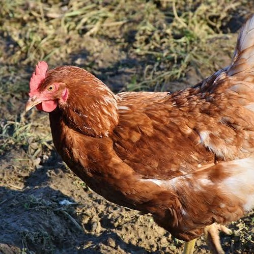 

Telur ayam rodhe island / telur ayam hias / telur fertil siap kirim