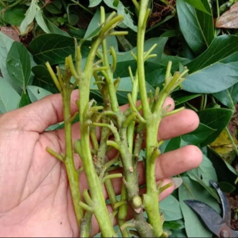 PROMO COD Entres Alpukat Hass(valid) TERMURAH