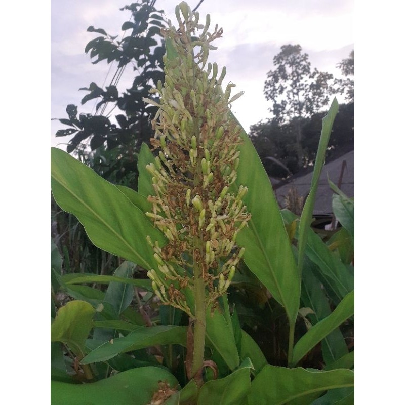 

bunga lngkuas bunga laja herbal