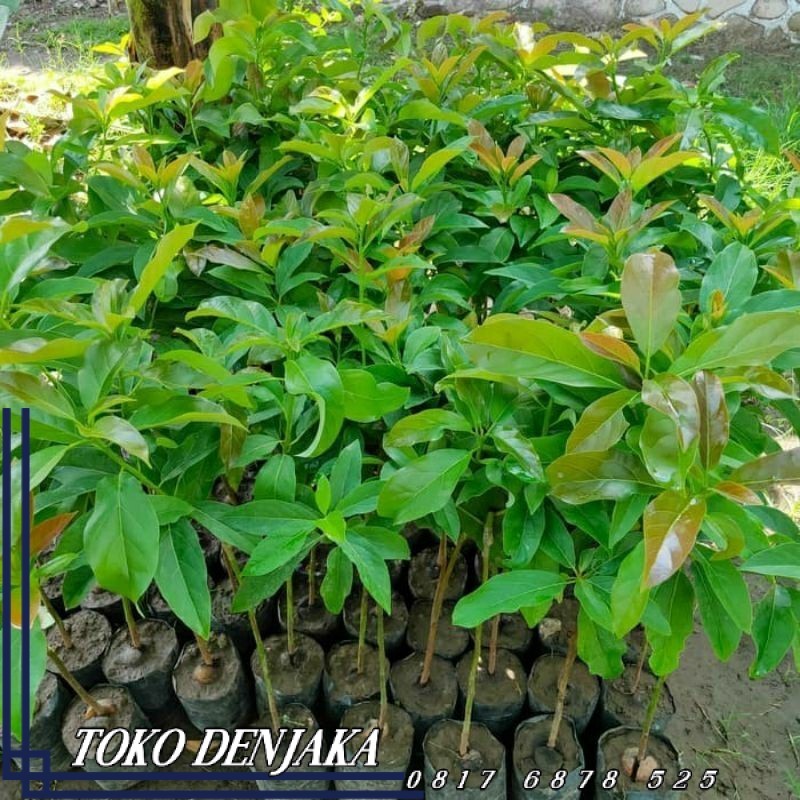 ALPUKAT PLUWANG Tinggi 80- 1 Meter (Gratis Ongkir Seluruh Pulau Jawa Dan Bali Dan Dikirim Full Media