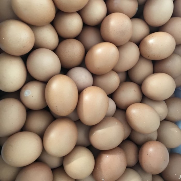 

telur ayam negeri 1kg