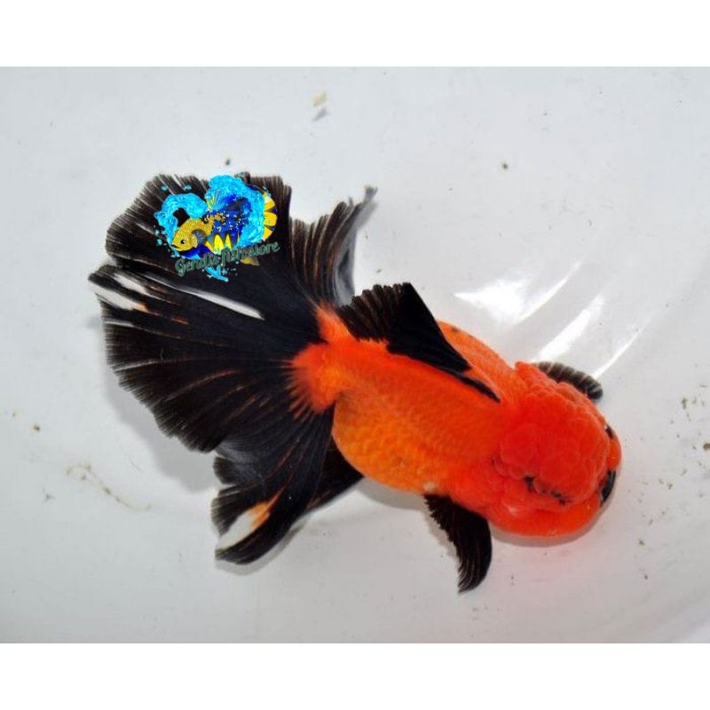 Perlengkapan aquarium MAS KOKI ORANDA BLACK GOLD 5-7 cm GRADE A+ PAKET 5 EKOR high quality