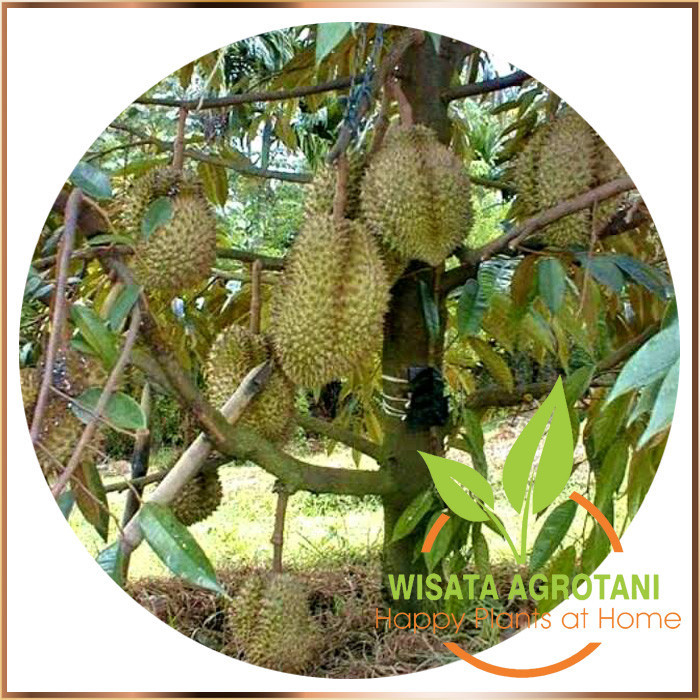 Pohon Durian Bawor Tunggal Ori - Durian Bawor Buah Besar