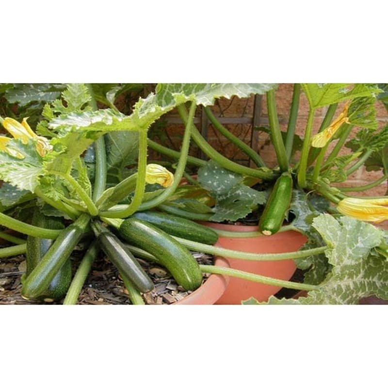 2 Biji - Benih Zucchini Hijau JACKY Z-6 HIBRIDA F1 BENIH Zucini Hijau F1