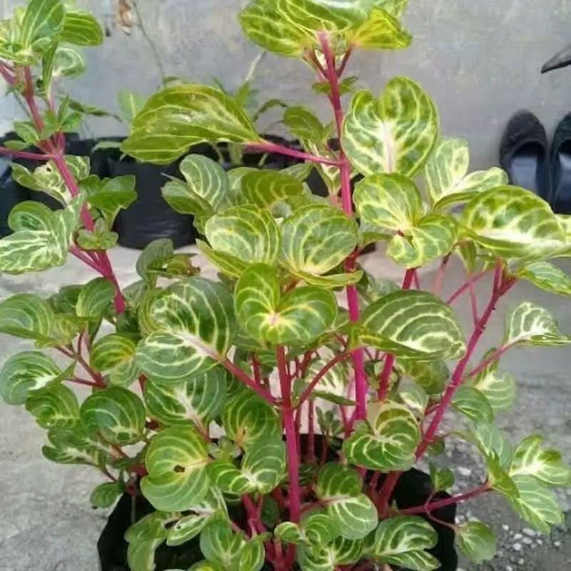 COD tanaman hias bayam batang merah bayam varigata hiasan ready