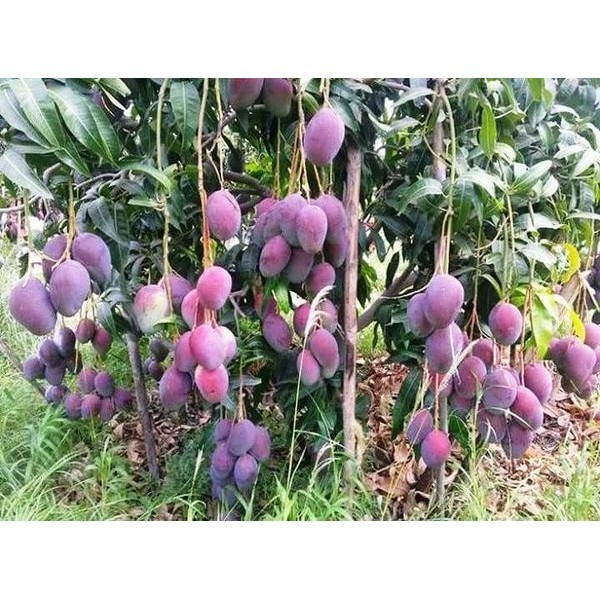 Mangga Emperor tanaman buah dalam pot