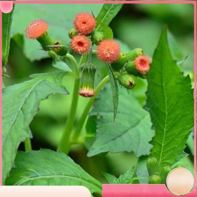 

Daun sintrong atau daun ezle atau sintrong segar 250g Kualitas Terbaik