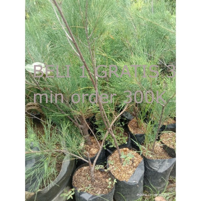 Bibit Cemara Udang / Tanaman Hias Cemara Udang