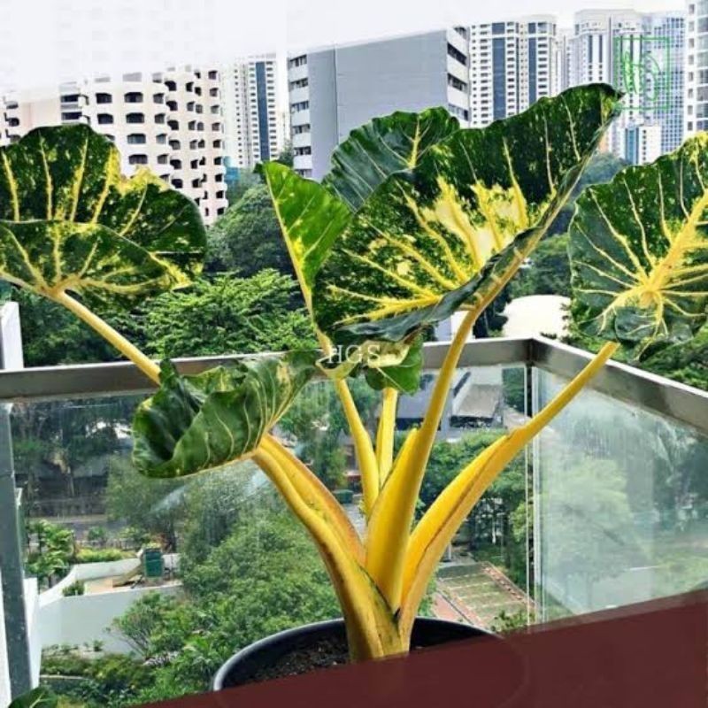 SENTE GOLDEN GUINEA (-+) 80 Cm / Sente Varigata Kuning segar bersih