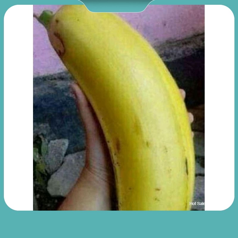 

puasang raja jumbo cod bayar di tempat