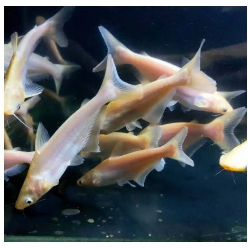 pelet free bibit ikan patin albino  7-8 murce