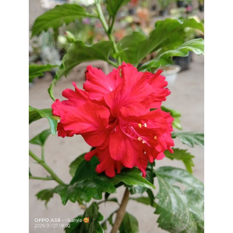 Bunga Sepatu merah Tumpuk Batang BESAR