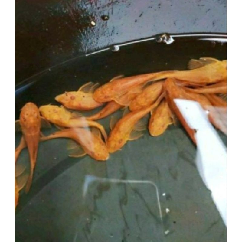 ikan sapu sapu albino/ ikan pembersih aquarium