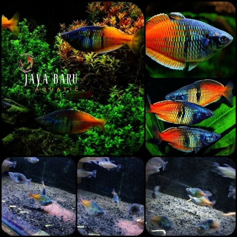 Kebutuhan akuarium ikan rainbow bosemani PAKET ISI 5 untuk aquarium dan aquascape berkualitas bisa c