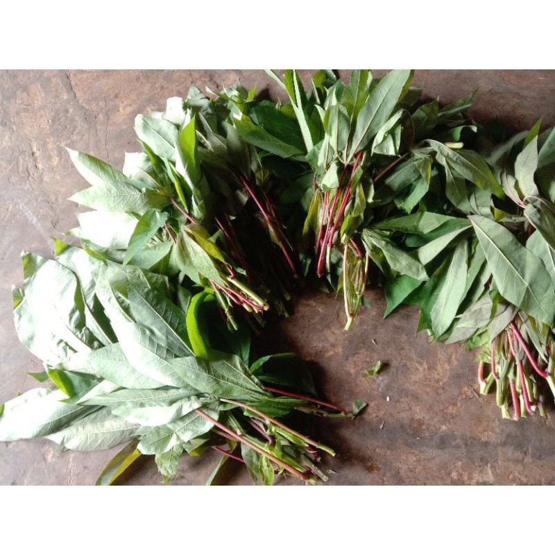 

daun singkong segar per iket