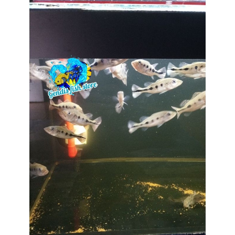 Tankmate aquarium ikan pbas monoculus size 3-5 cm berkualitas