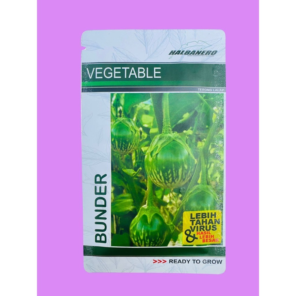 Benih terong lalap BUNDER isi 10gr dari HALBANERO