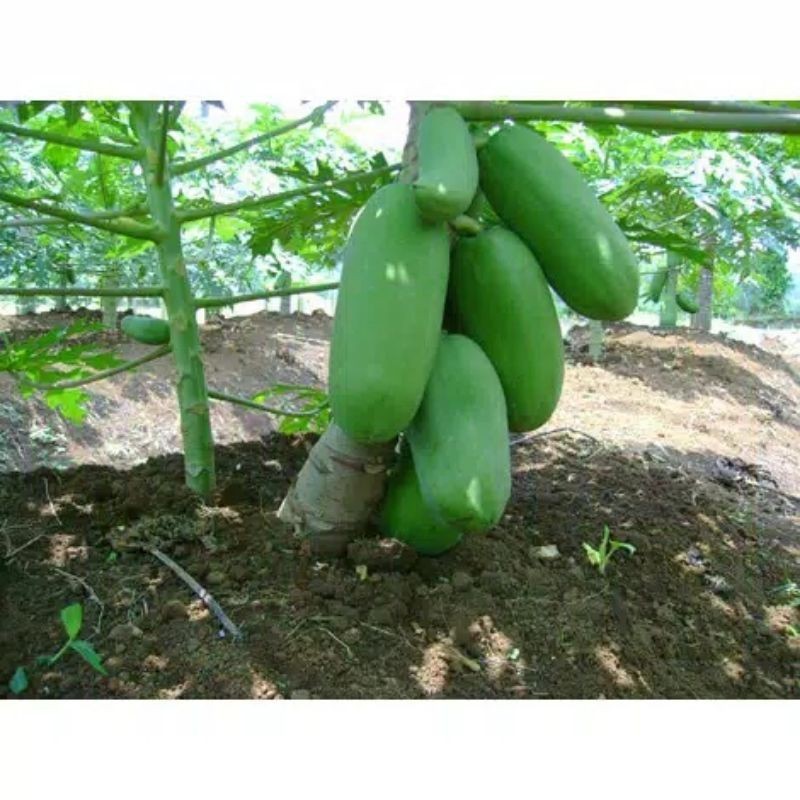 2 Benih Pepaya California F1 Calina pohon Pendek- Bibit Buah pepaya Kalifornia Unggul Berkualitas