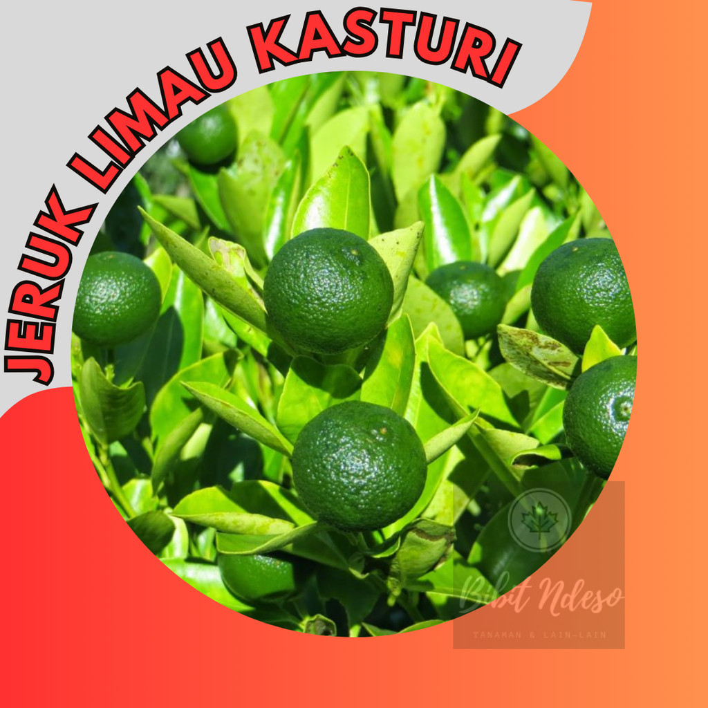 Bibit Jeruk Limau/jeruk sambal jeruk sambal atau jeruk limau
