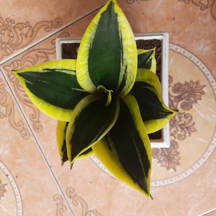 sansivera pagoda ukuran besar sansivera murah