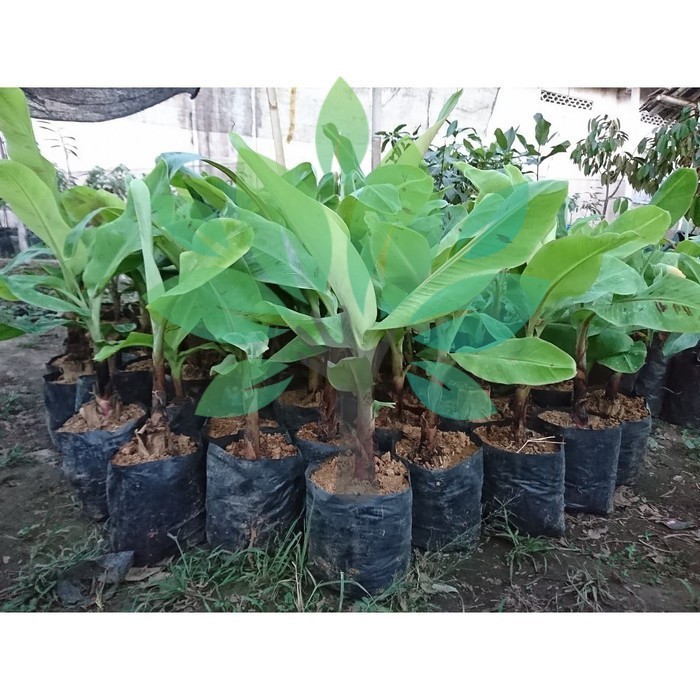 Bibit Tanaman Buah Pisang Merah Asli-Bibit Pisang Asli Murah Super