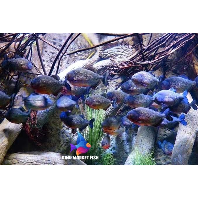 Senar pancing belied piranha red belly paket hemat 10 pcs grade A