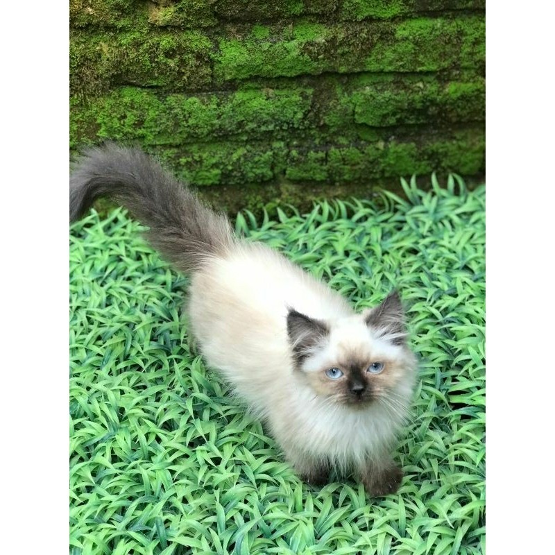 kucing Himalaya ragdoll