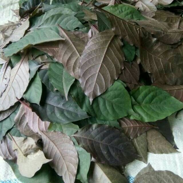 

DAUN UNGU SEGAR 1 KG FBH