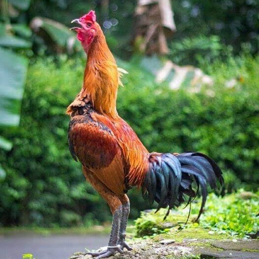 

Telur ayam bangkok pama mangon petarung fertil siap ditetaskan