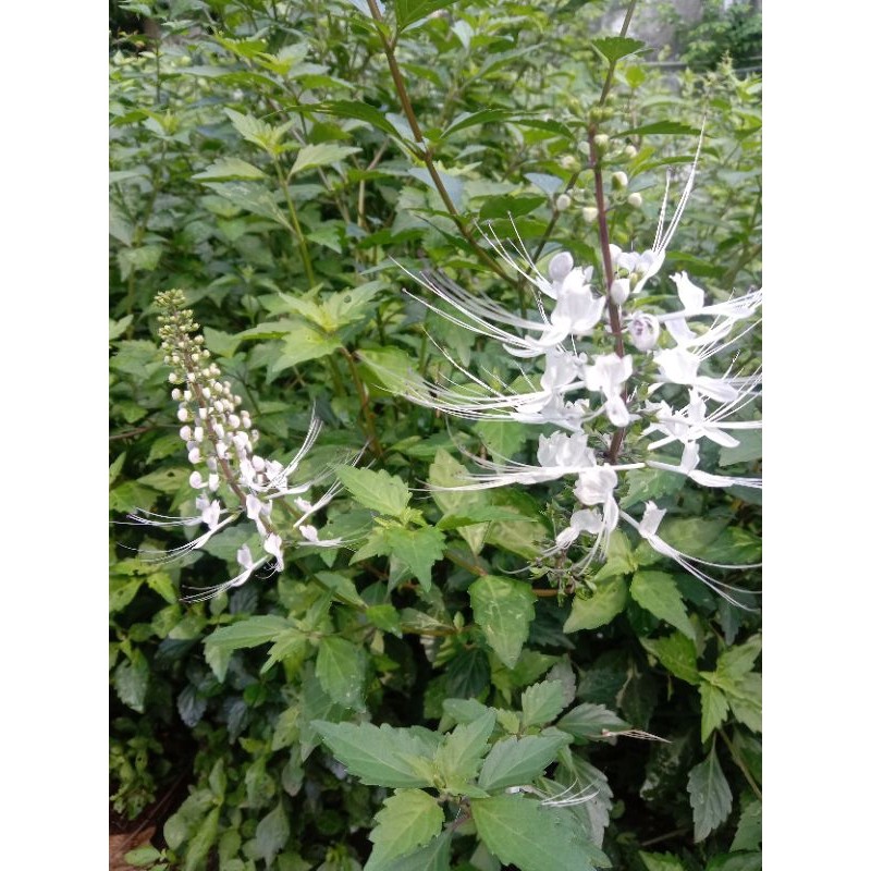 

Daun Kumis Kucing segar daun fresh 100gr tanpa kimia order langsung petik