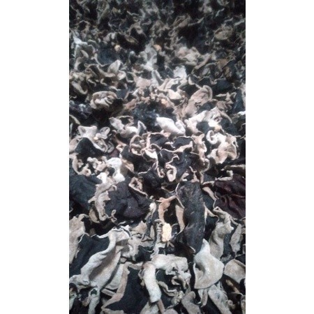 

Jamur Kuping Kering 1kg Kualitas Bagus