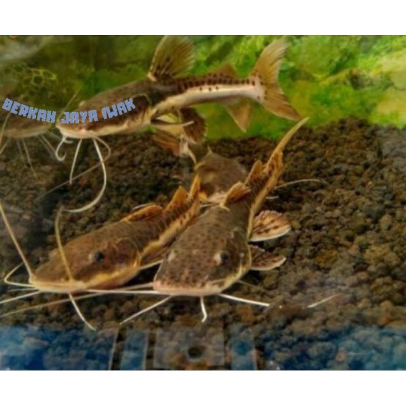 LAPAK LEOPARD CATFISH 9-12 Cm
