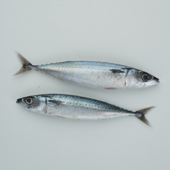 

Ikan Salem Frozen - Seafood by Aruna