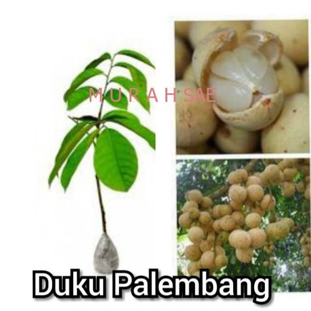 Bibit Duku Palembang Paling Manis
