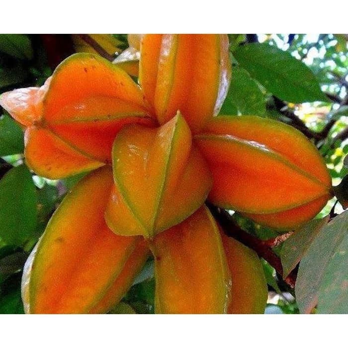 BIBIT BELIMBING MADU JUMBO OKULASI