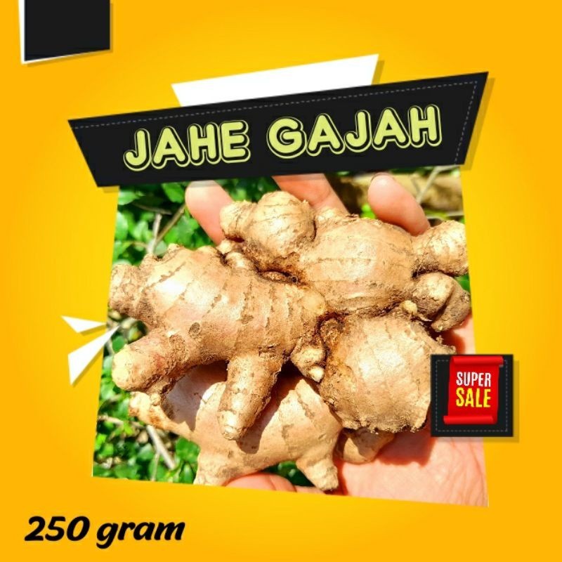 

Jahe gajah 250 gram / Jahe gajah super / JAHE GAJAH 250 gram / JAHE GAJAH Kualitas Terbaik