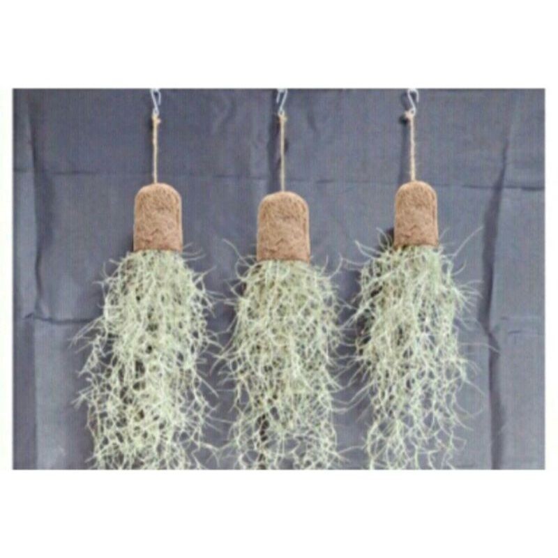 pot jenggot nabi pot jenggot musa gantung #2