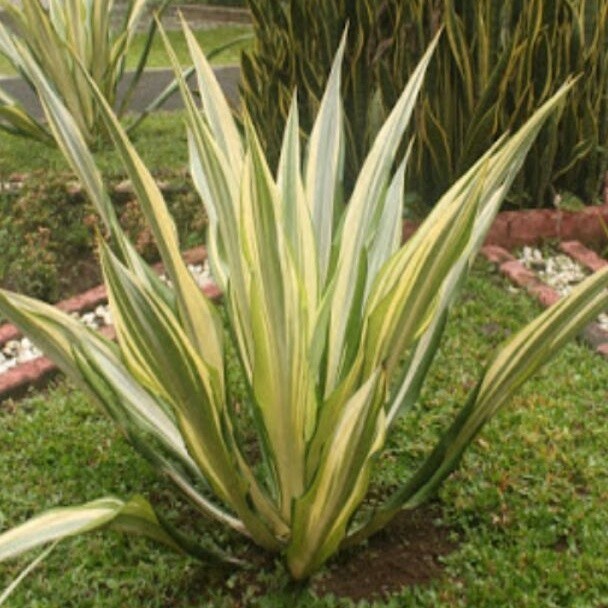 Tanaman Hias Agave Putih/Agave Gigantea