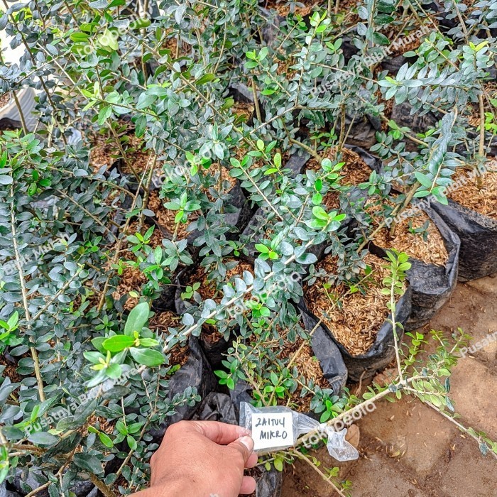 Bibit Tanaman Zaitun Micro Cangkok-Pohon Buah Zaitun Mikro Super Asli