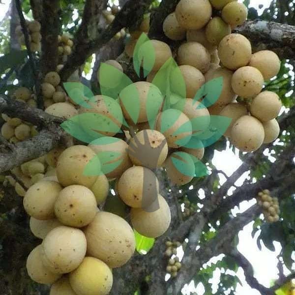 Bibit Tanaman Buah Duku Palembang-bibit Duku Asli Palembang