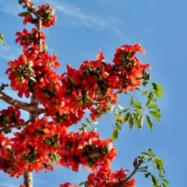 pohon spathodea campanulata tinggi 2meter