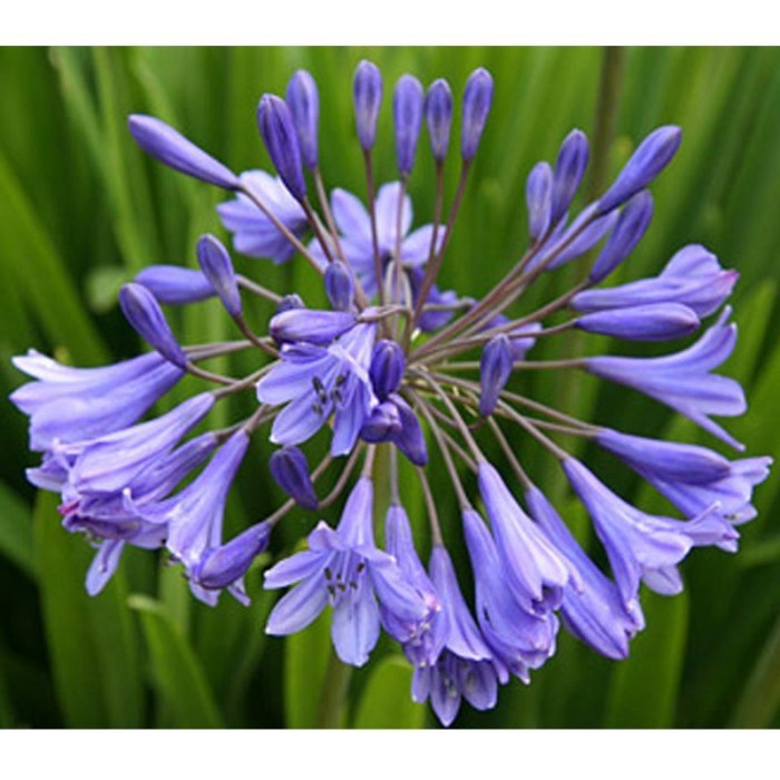 

Tanaman Hias Agapanthus Biru . .